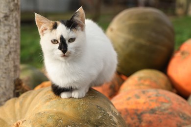 Photo of Cute fluffy cat on ripe pumpkin outdoors