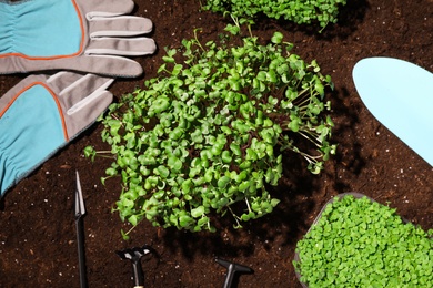 Fresh organic microgreens and tools on soil in garden, flat lay