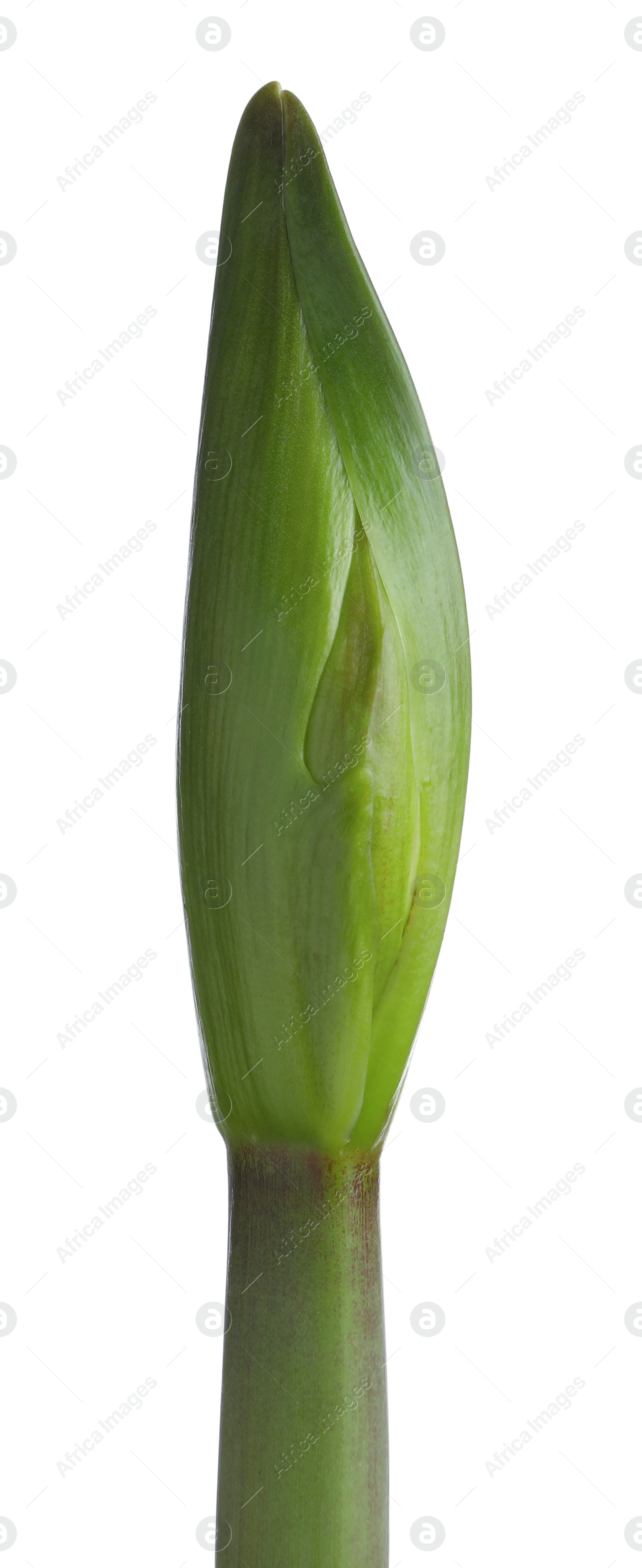 Photo of Beautiful fresh amaryllis bud on white background