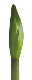 Photo of Beautiful fresh amaryllis bud on white background