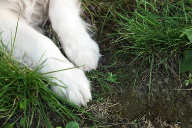 Dog lying on green grass in park, closeup. Space for text