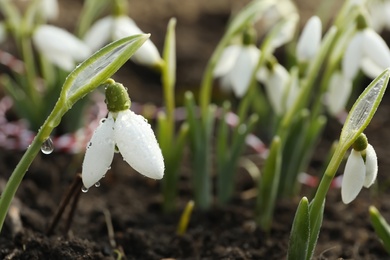 Beautiful snowdrop covered with dew outdoors, closeup. Early spring flower