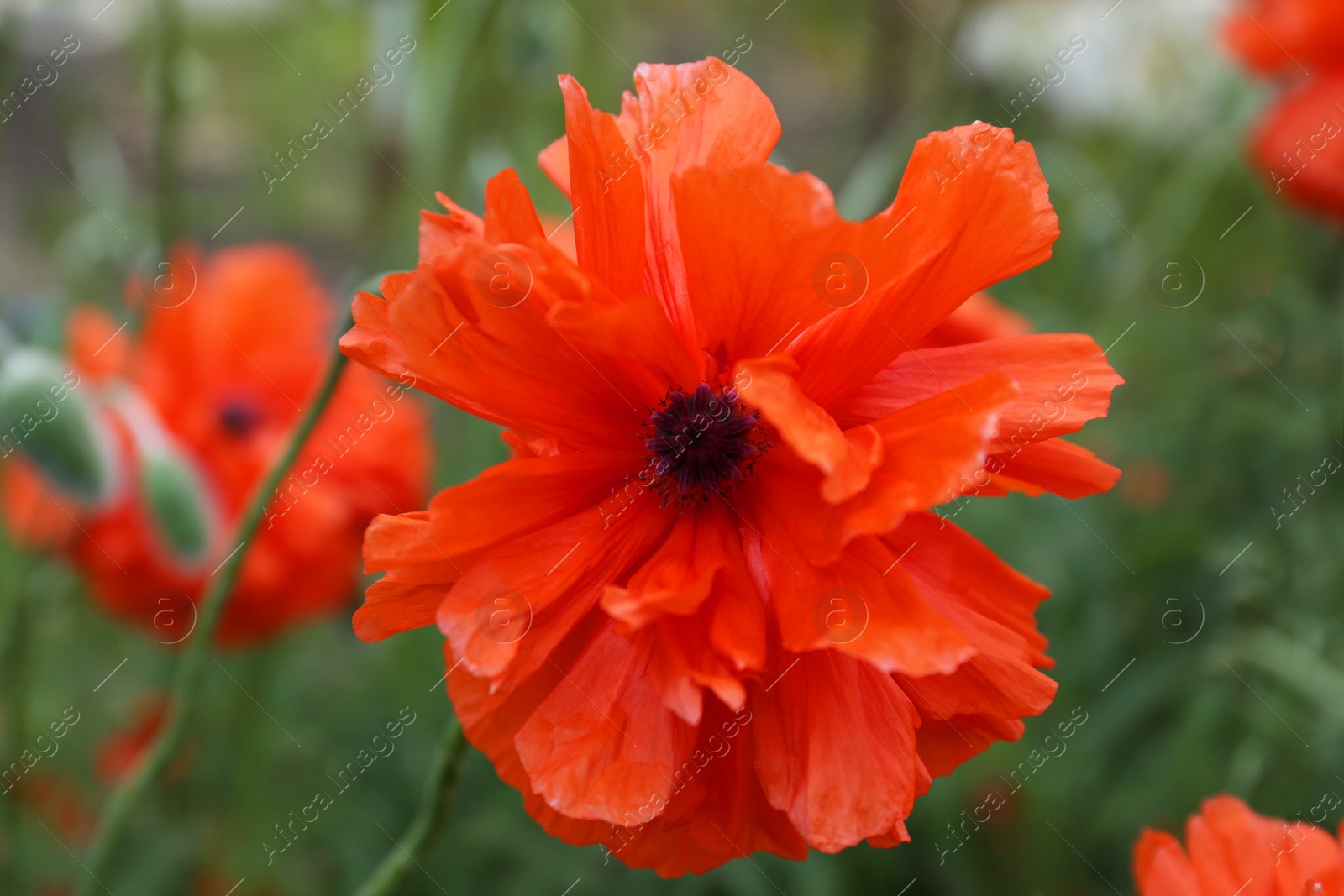 Photo of Beautiful bright red poppy flower outdoors, closeup view