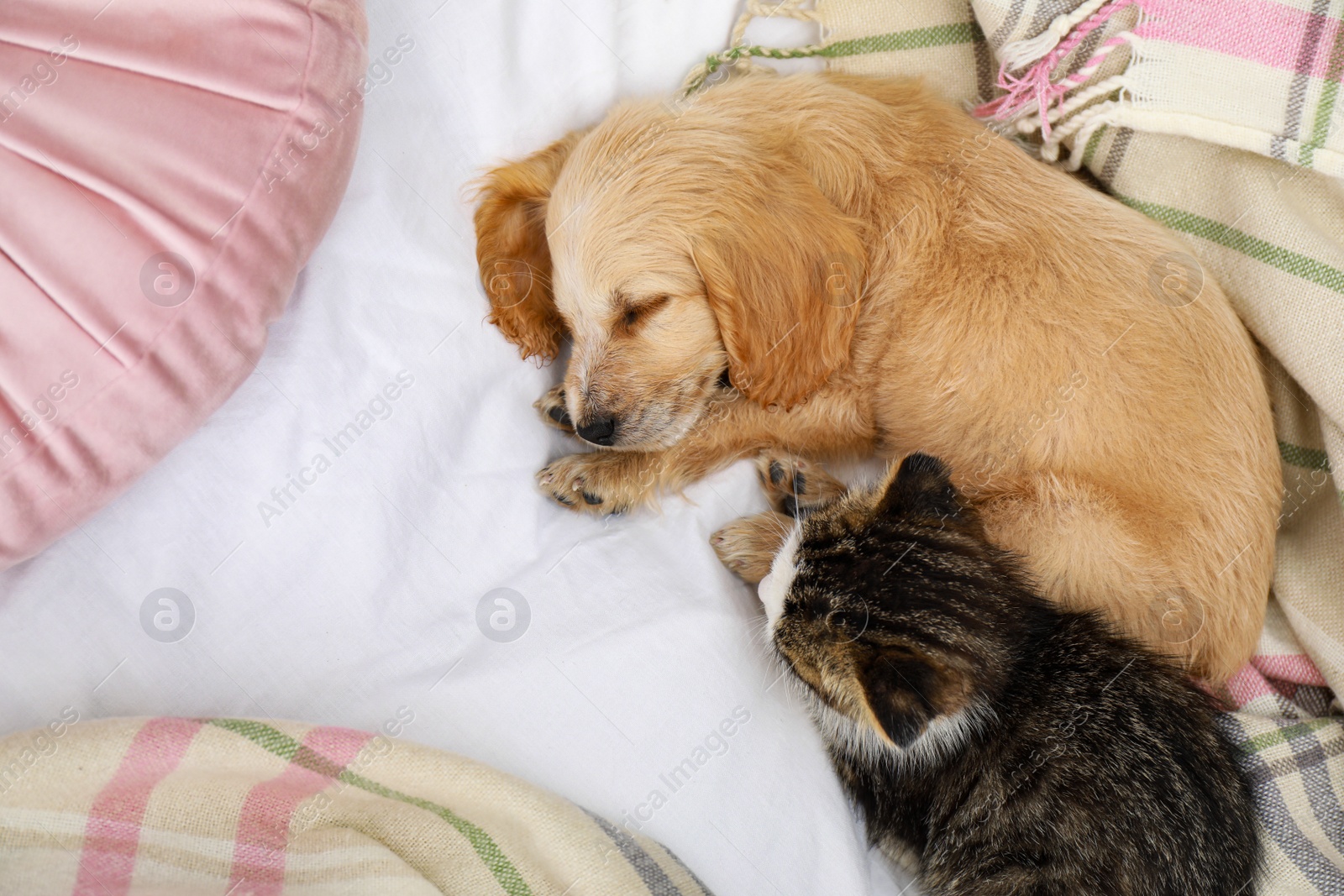 Photo of Adorable little kitten and puppy sleeping on bed, top view