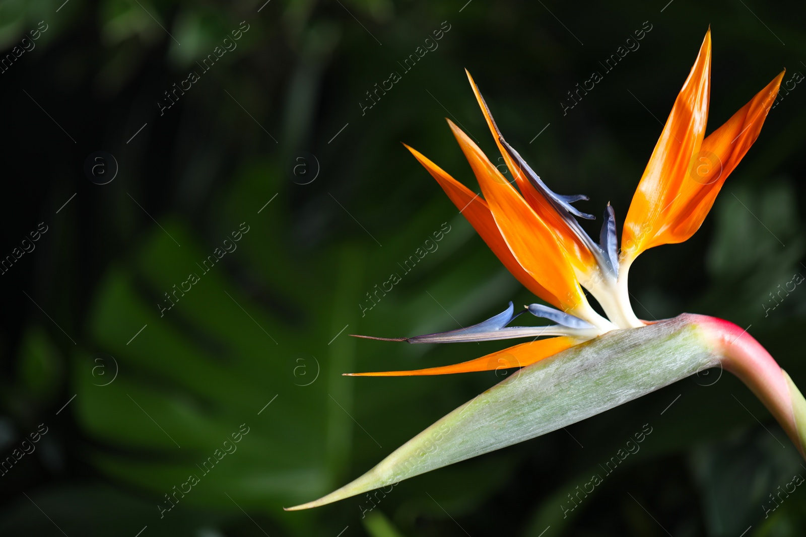 Photo of Bird of Paradise tropical flower on blurred background, closeup. Space for text