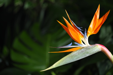 Bird of Paradise tropical flower on blurred background, closeup. Space for text