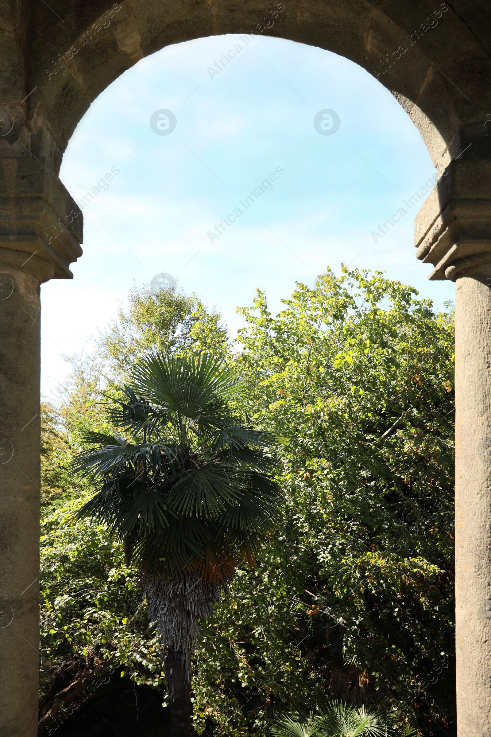 Photo of Beautiful view of palm tree on sunny day