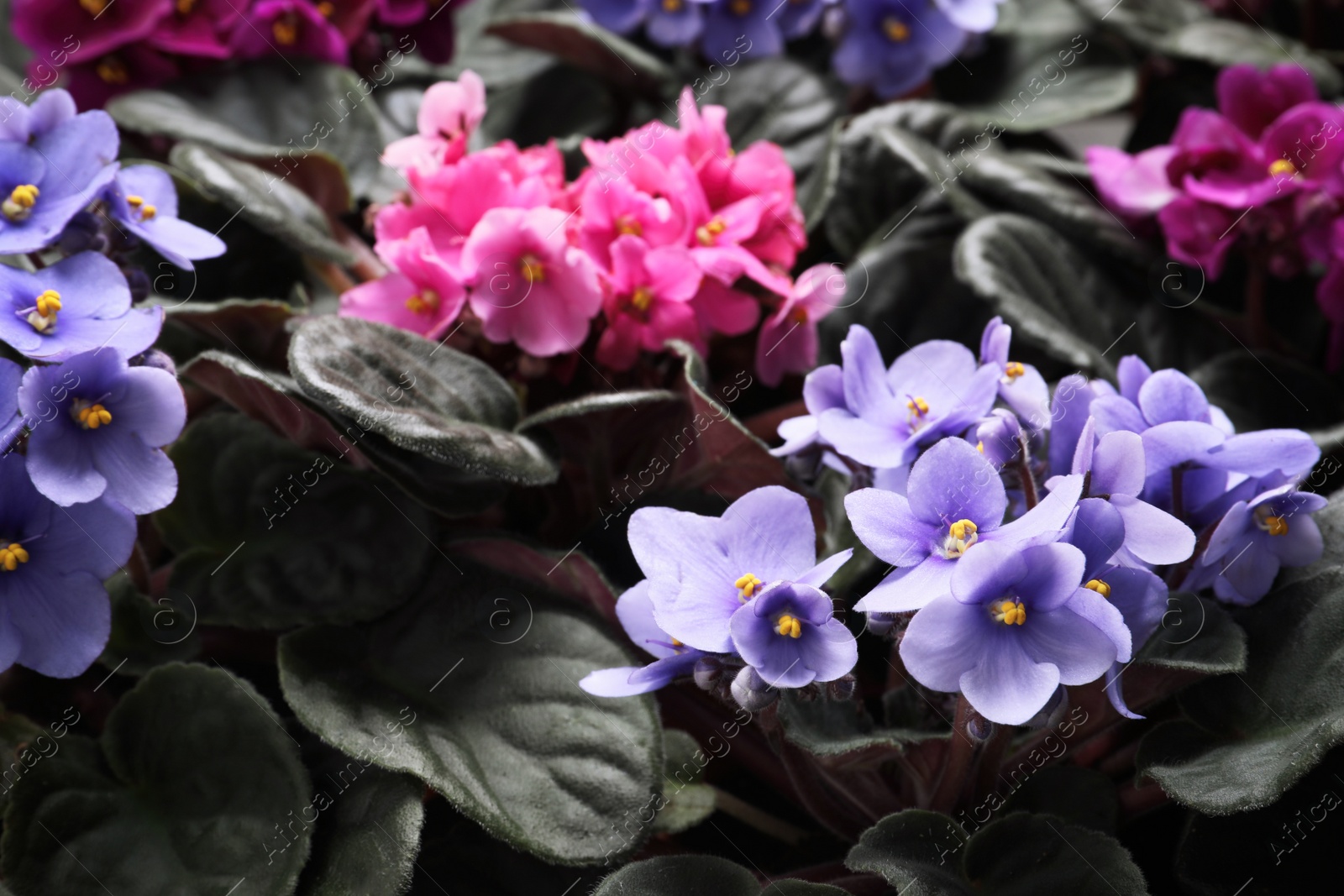 Photo of Beautiful blooming violets as background. Plants for house decor