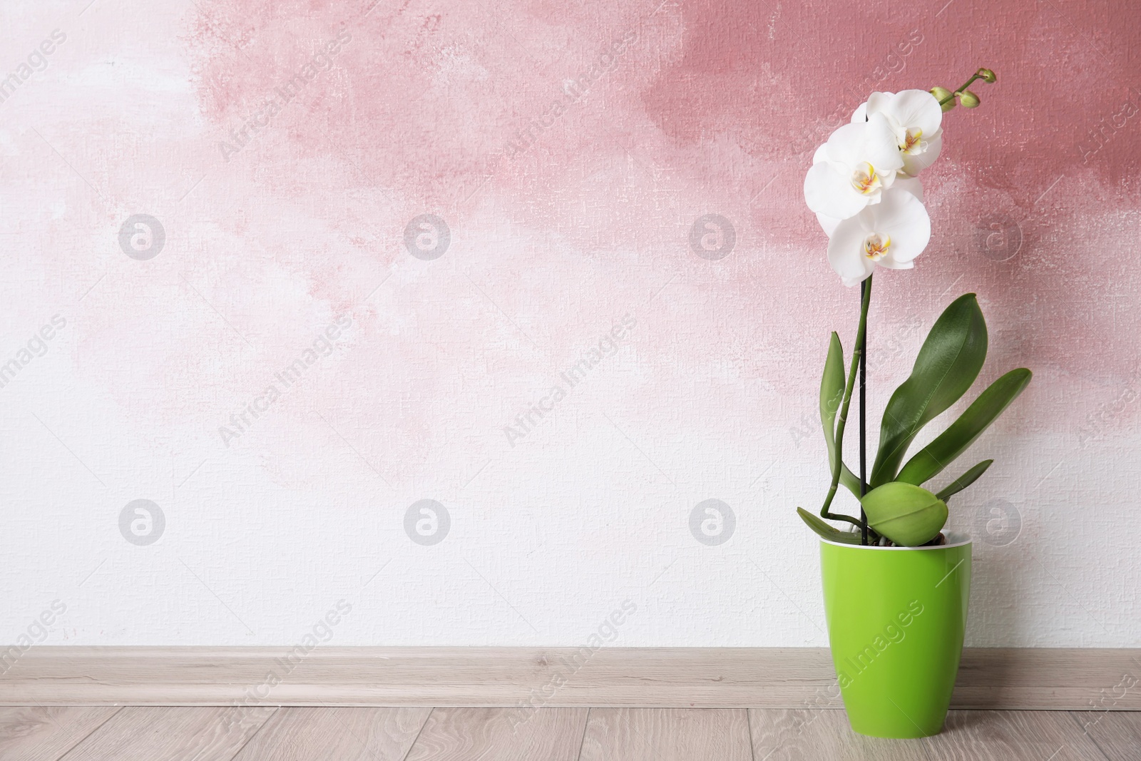 Photo of Beautiful tropical orchid flower in pot on floor near color wall. Space for text