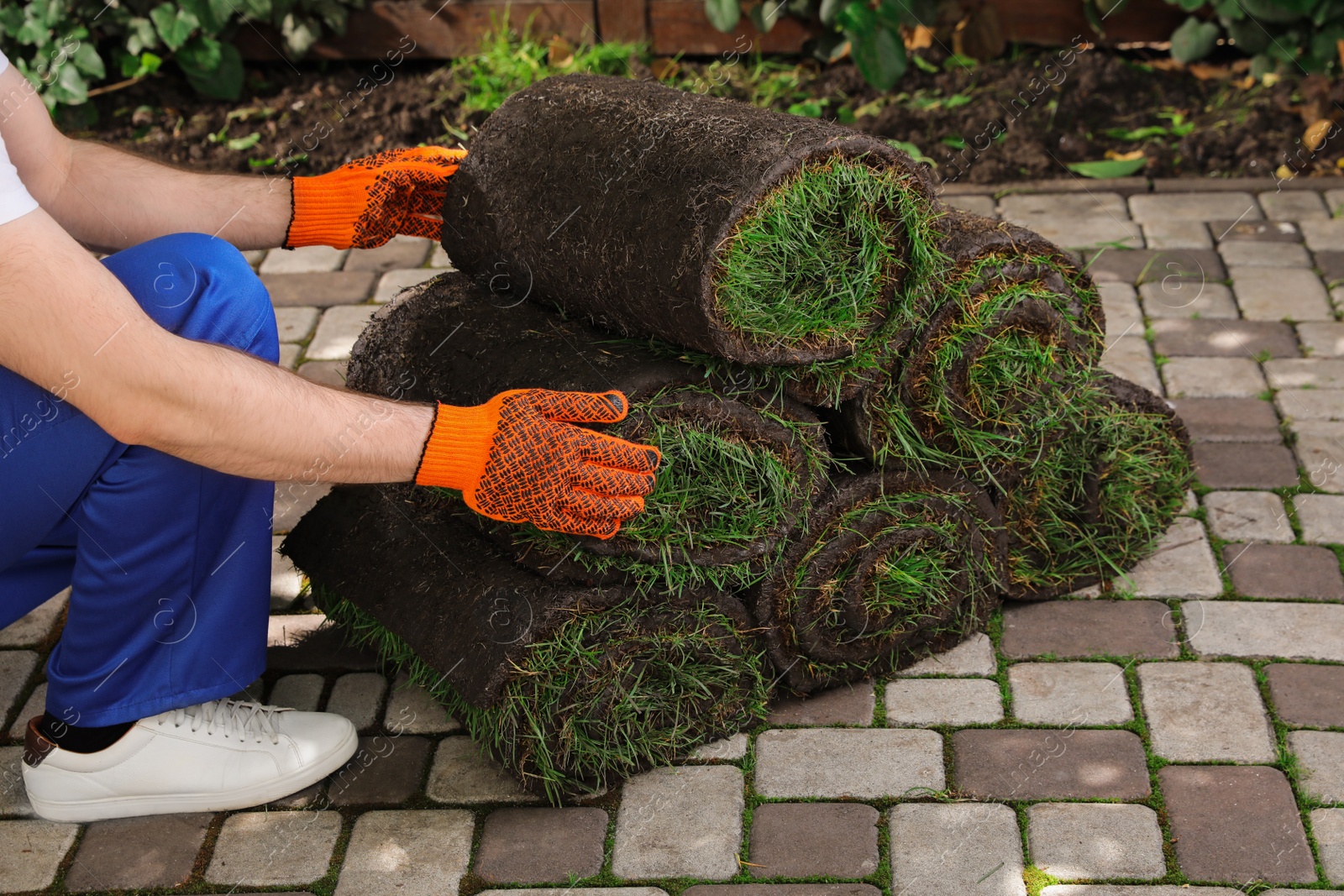 Photo of Gardener with grass sod rolls on backyard, closeup