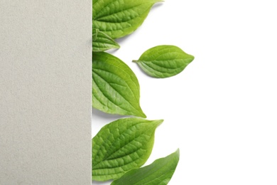 Photo of Blank card and spring green leaves on white background, top view. Space for text