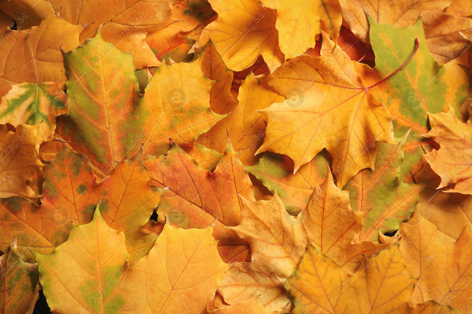 Photo of Many autumn leaves as background, top view