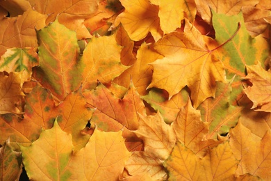 Many autumn leaves as background, top view