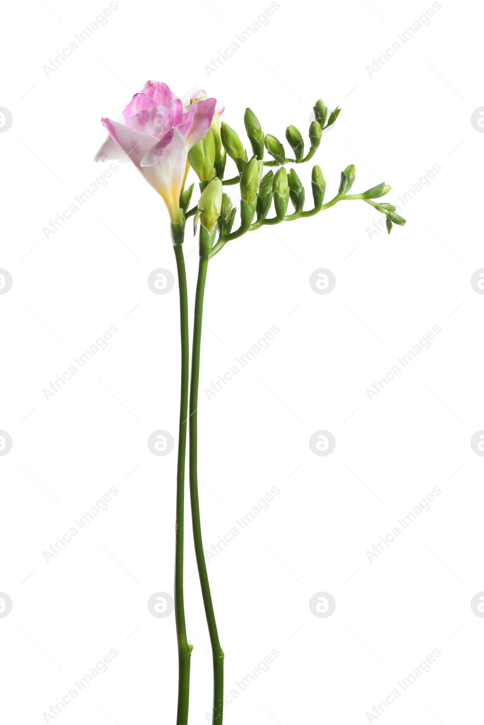 Photo of Beautiful bright freesia flowers on white background