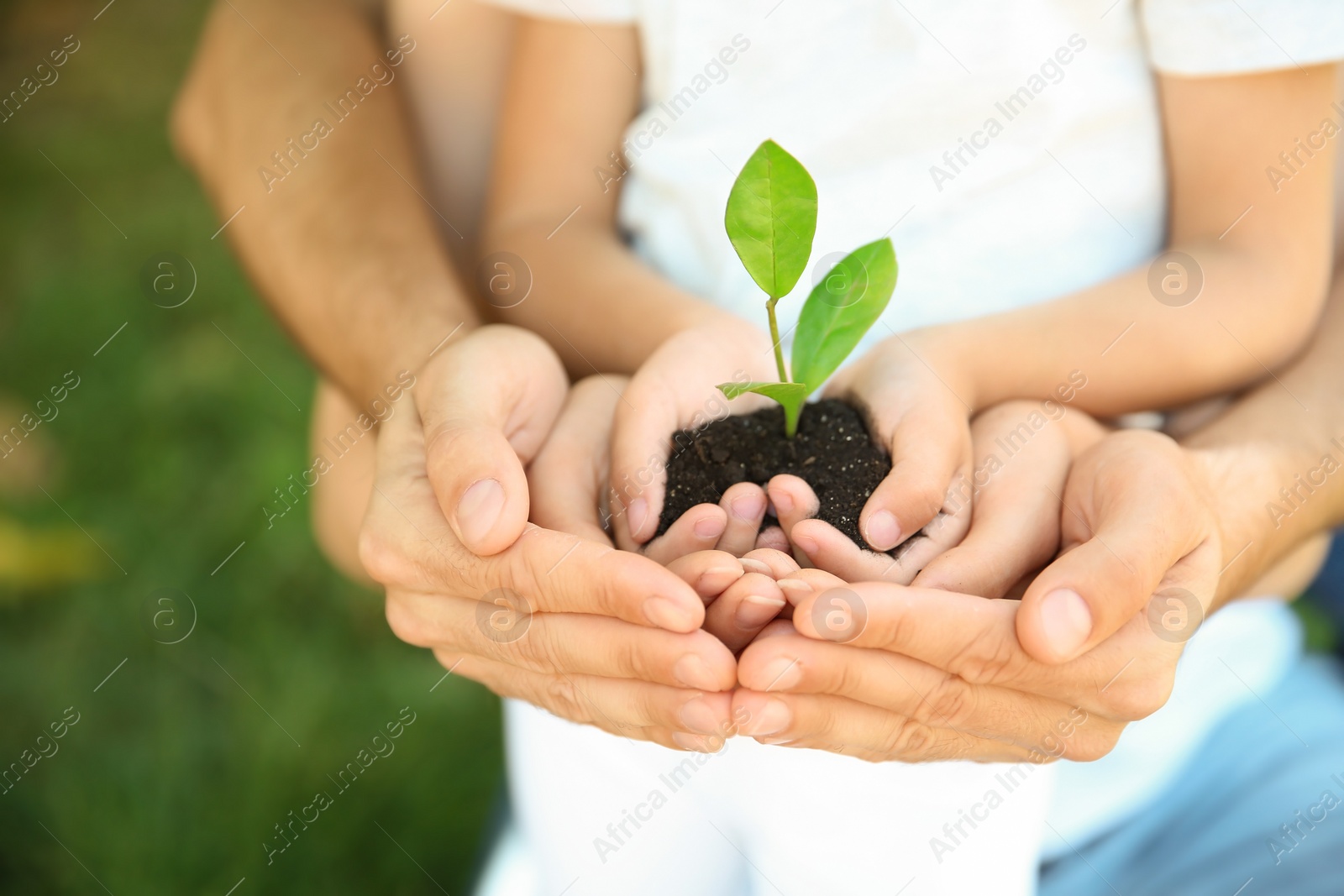 Photo of Family holding soil with green plant in hands on blurred background