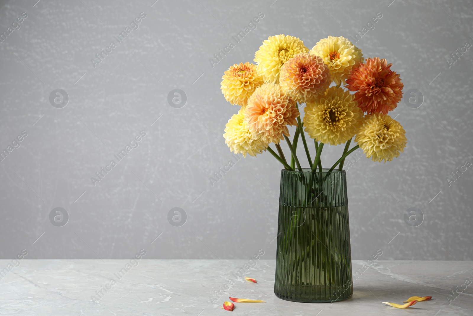Photo of Beautiful yellow dahlia flowers in vase on table against grey background. Space for text
