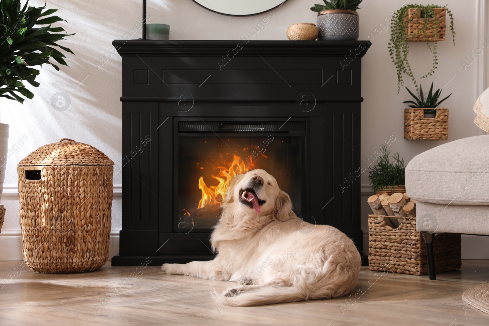 Photo of Adorable Golden Retriever dog on floor near electric fireplace indoors