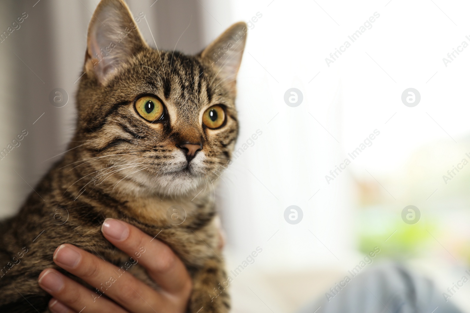 Photo of Woman petting cute tabby cat at home, closeup. Space for text