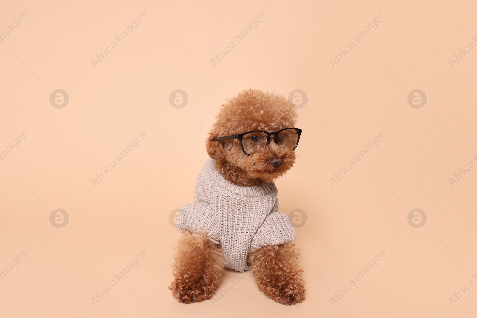 Photo of Cute Maltipoo dog in knitted sweater and glasses on beige background