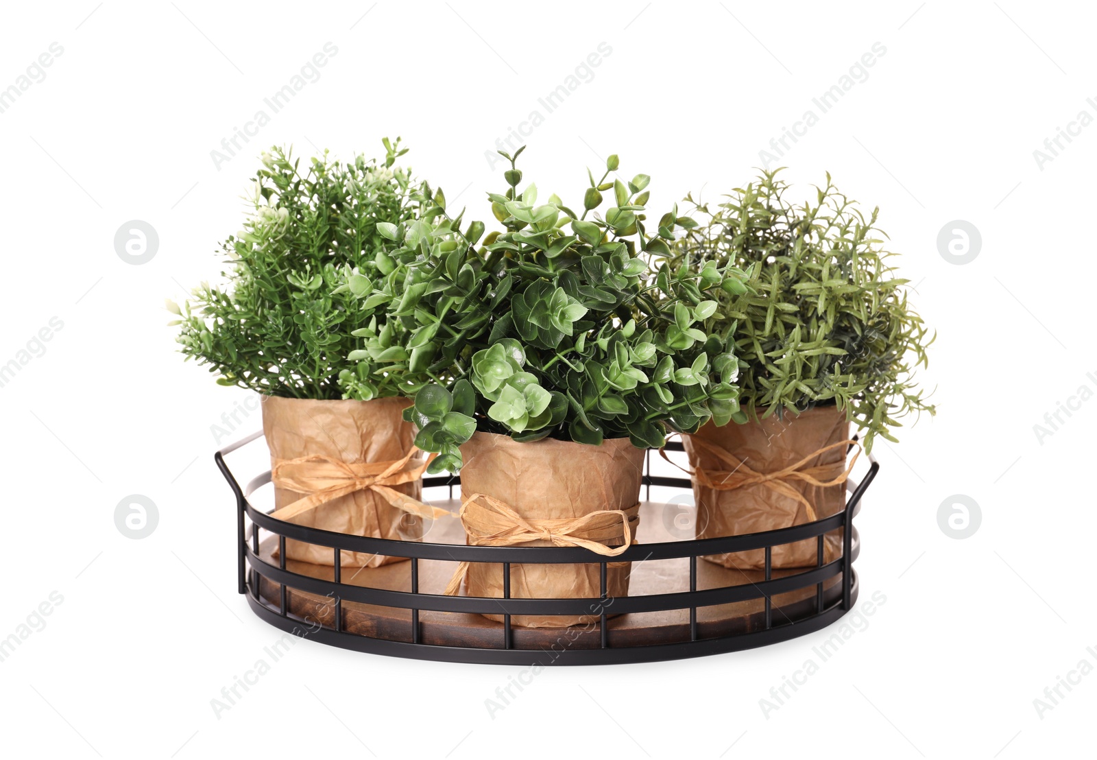 Photo of Artificial potted herbs on white background. Home decor