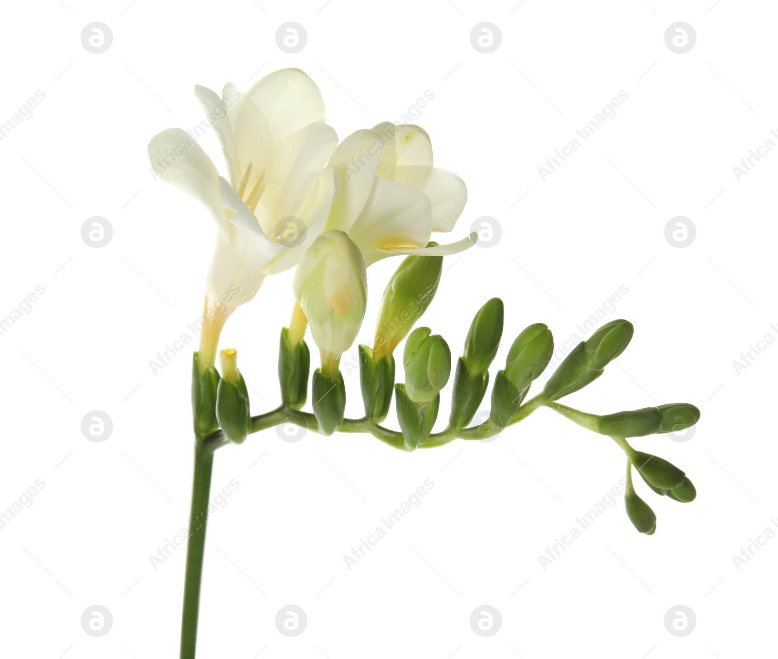 Photo of Beautiful freesia with fragrant flowers on white background