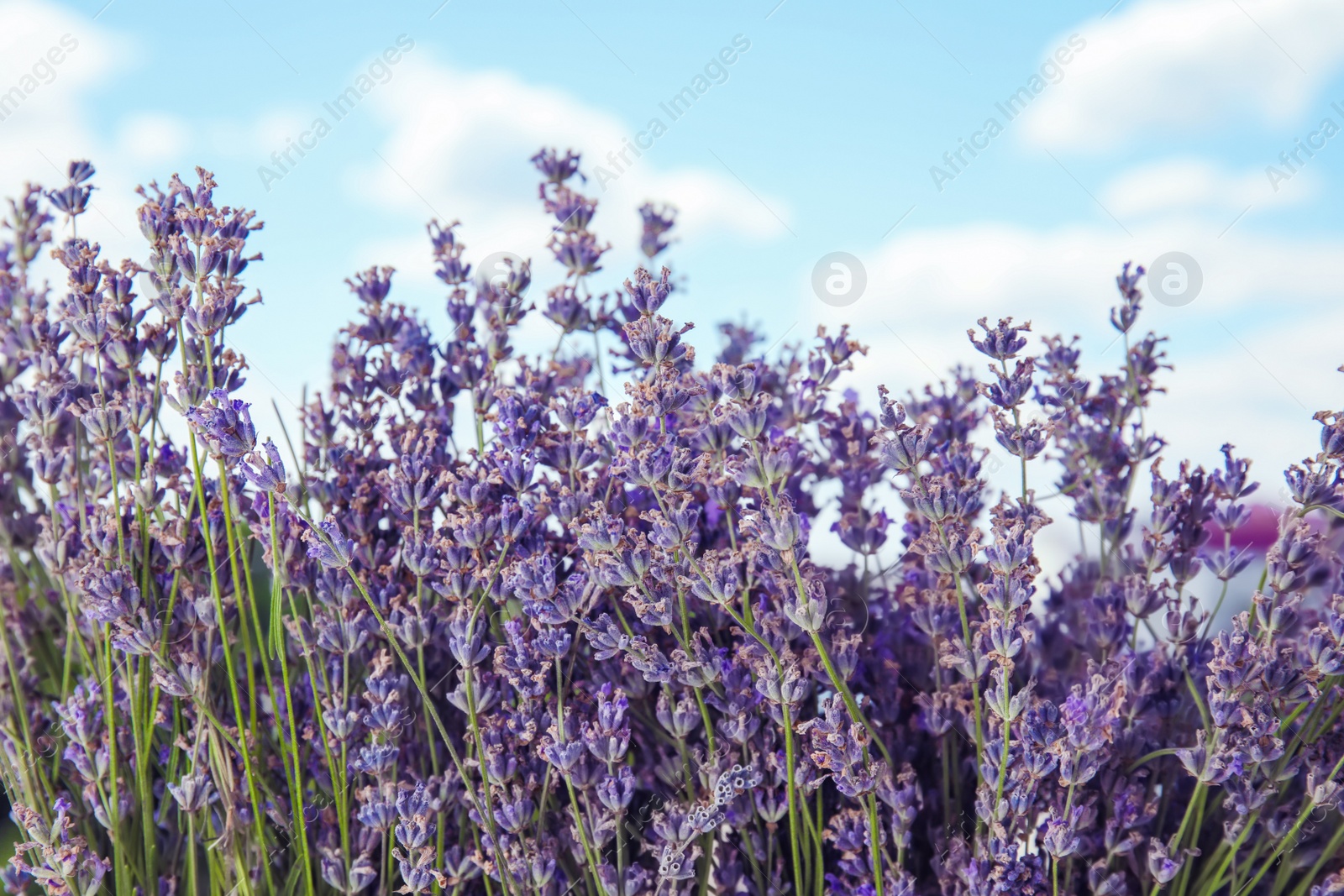 Photo of Beautiful lavender flowers in bloom outdoors, closeup