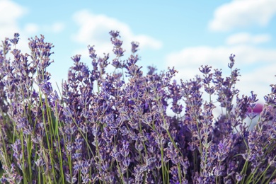 Photo of Beautiful lavender flowers in bloom outdoors, closeup