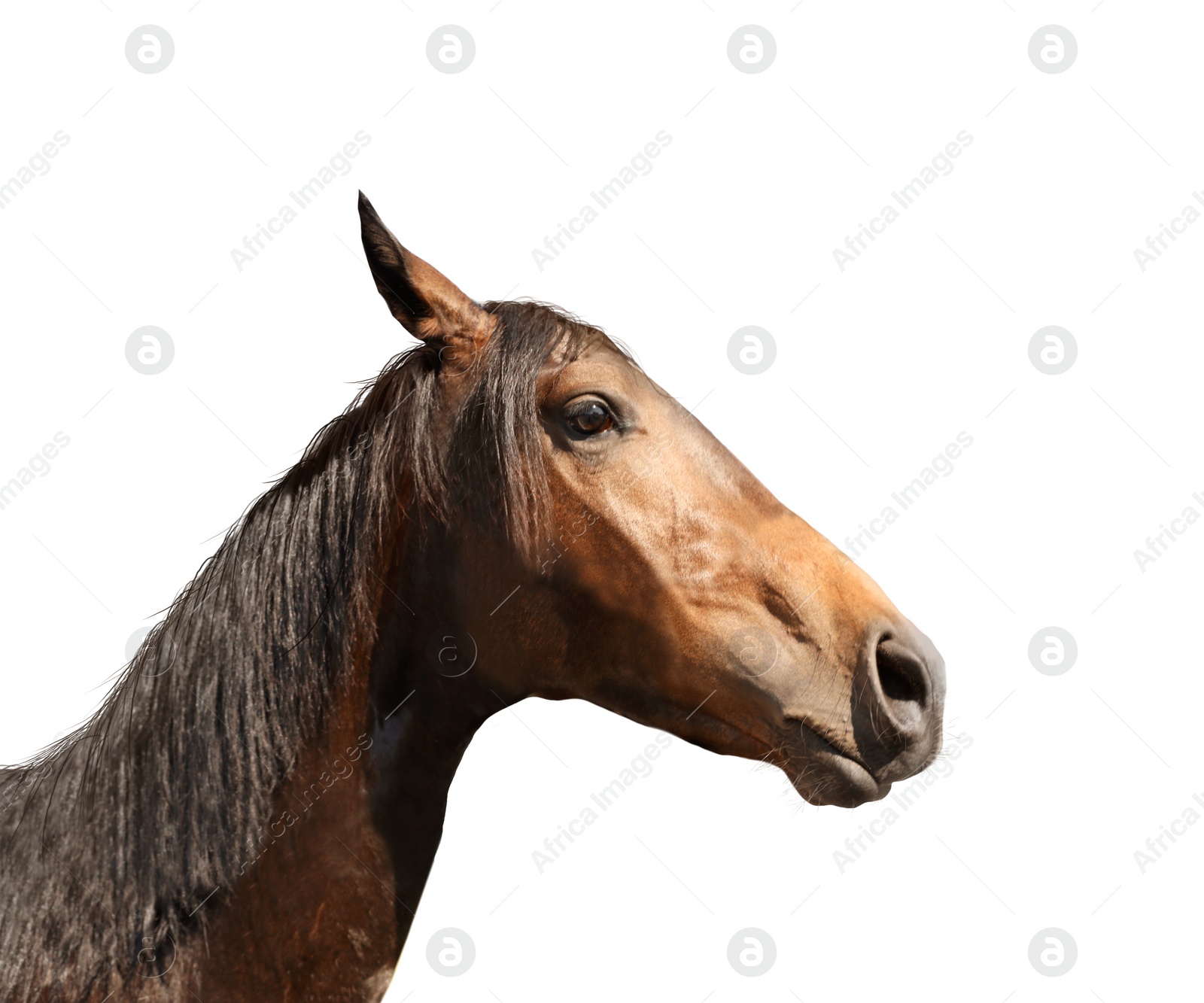 Image of Closeup view of bay horse isolated on white. Beautiful pet  