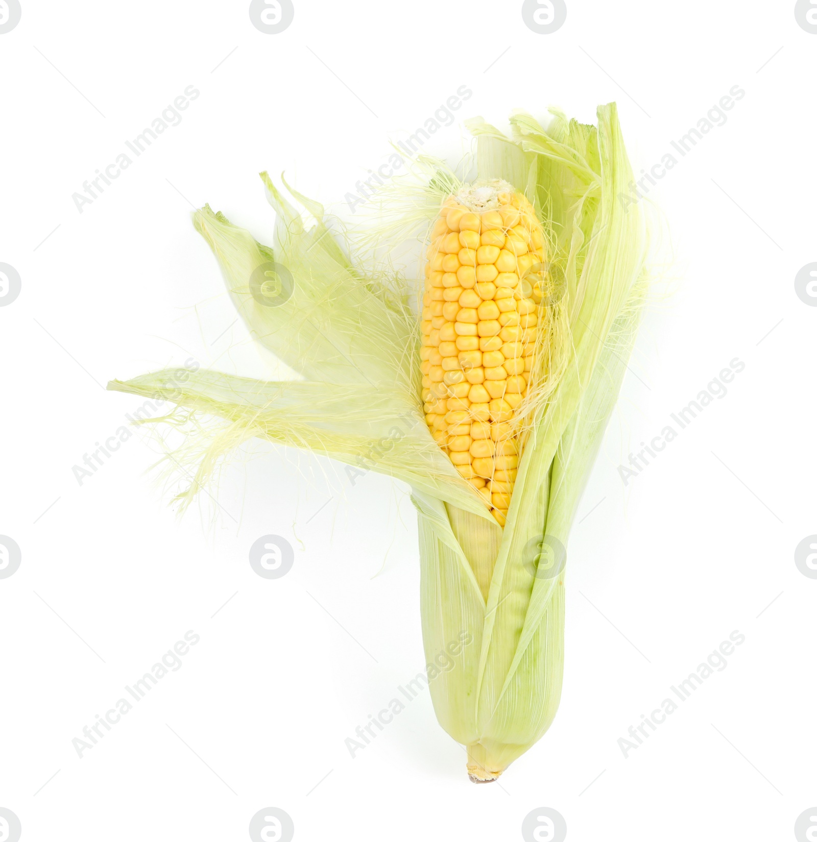 Photo of Ripe raw corn cob with husk isolated on white