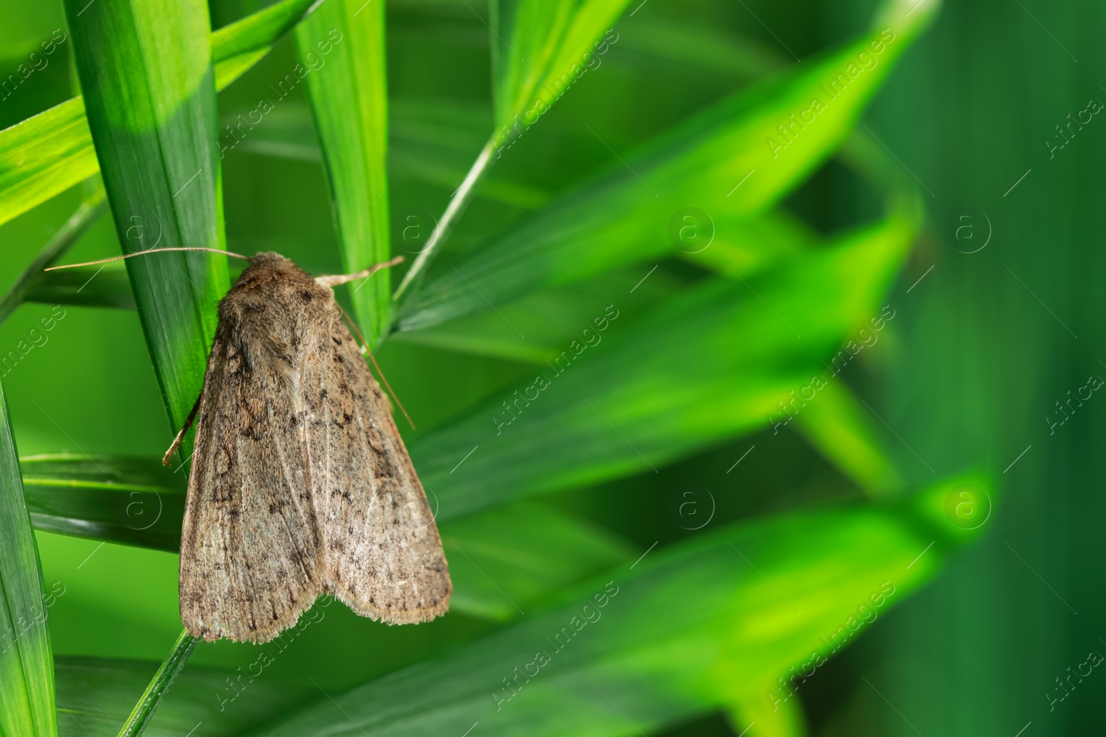 Photo of Paradrina clavipalpis moth on green leaf outdoors, space for text