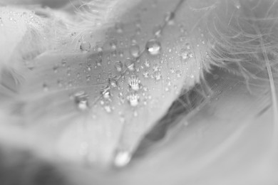 Photo of Fluffy white feathers with water drops as background, closeup