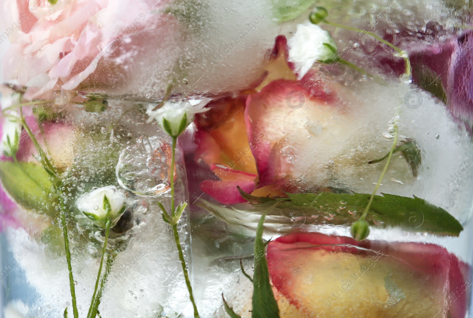 Photo of Glass of water with ice cubes and flowers, closeup