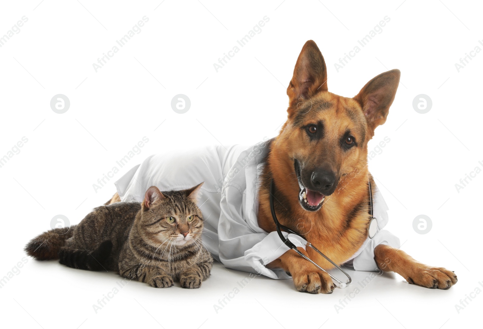 Photo of German shepherd with stethoscope dressed as veterinarian doc and cat on white background