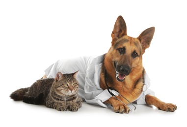 German shepherd with stethoscope dressed as veterinarian doc and cat on white background