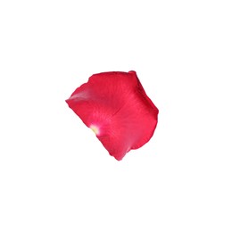 Photo of Tender red rose petal isolated on white