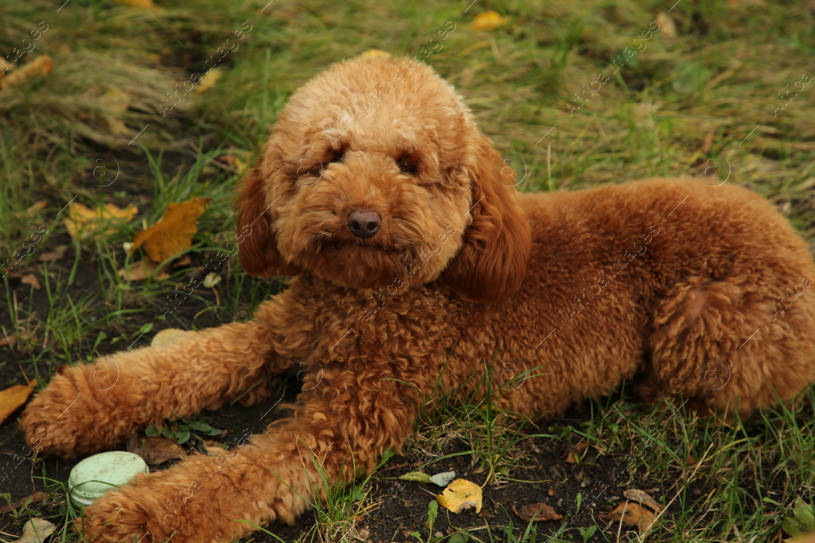 Photo of Cute dog with macaron and autumn dry leaves on grass in park