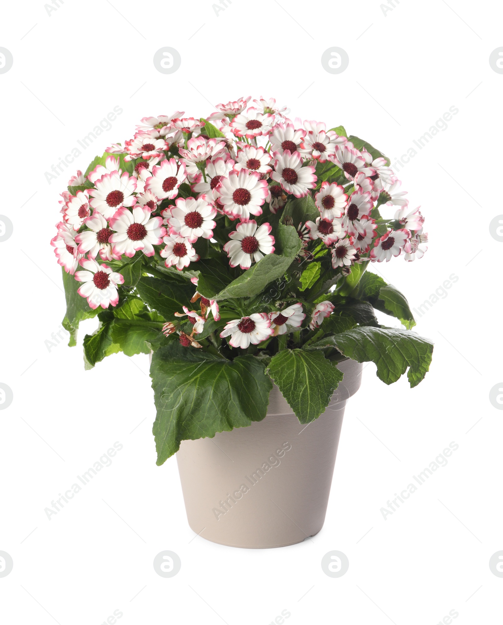Photo of Beautiful cineraria plant in flower pot isolated on white