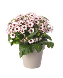 Beautiful cineraria plant in flower pot isolated on white