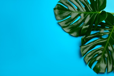 Beautiful monstera leaves on blue background, flat lay with space for text. Tropical plant