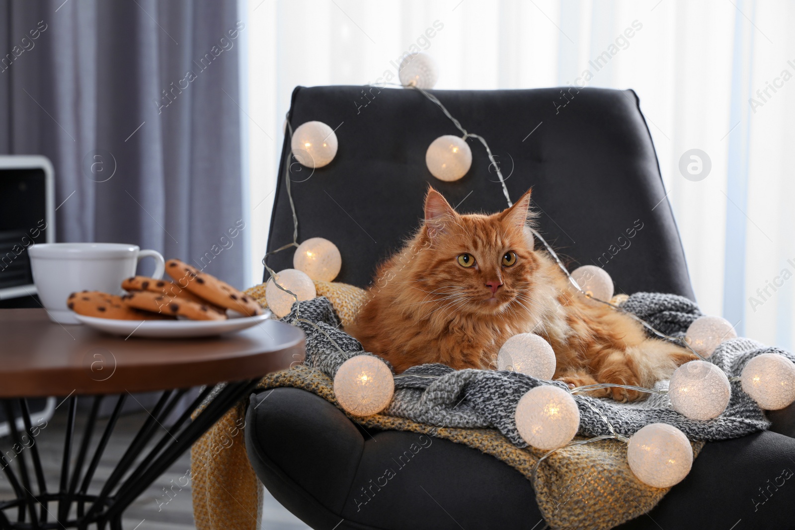 Photo of Cute red cat lying on chair with fairy lights near cookies at home. Warm and cozy winter