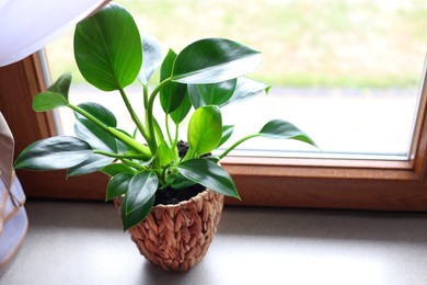 Photo of Beautiful houseplant with bright green leaves in pot on windowsill. Space for text