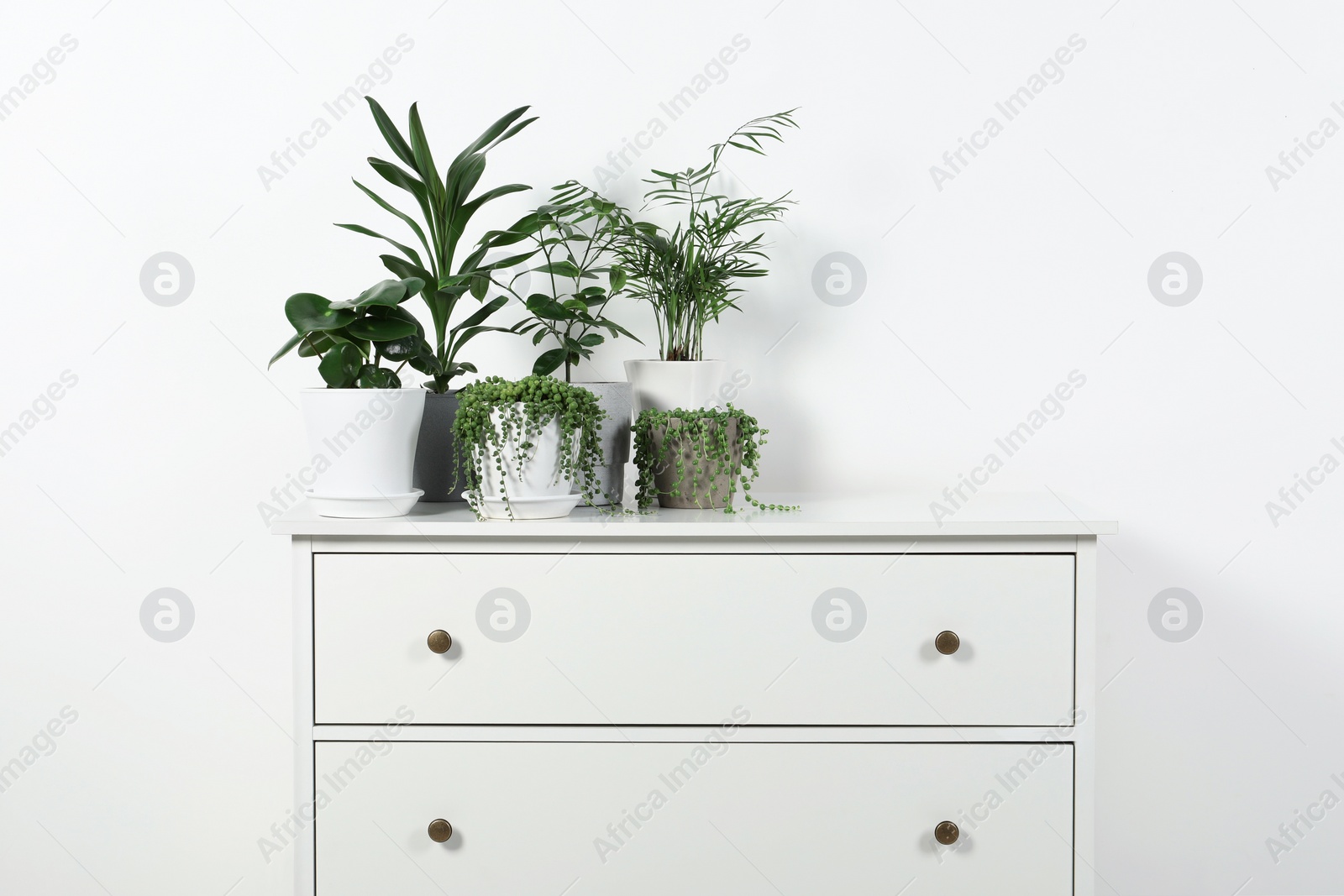 Photo of Beautiful green potted houseplants on white chest of drawers indoors, space for text