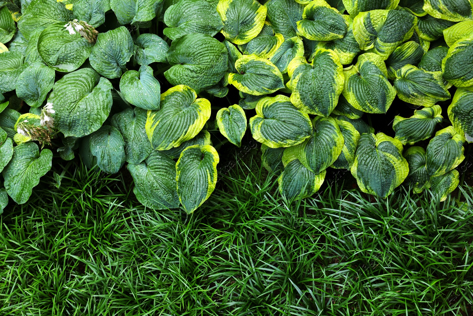 Photo of Beautiful hostas and green grass outdoors, top view