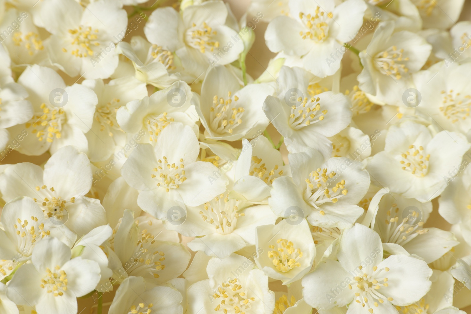 Photo of Many aromatic jasmine flowers as background, above view