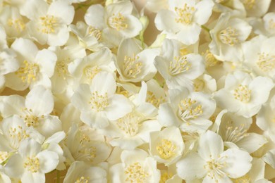 Many aromatic jasmine flowers as background, above view