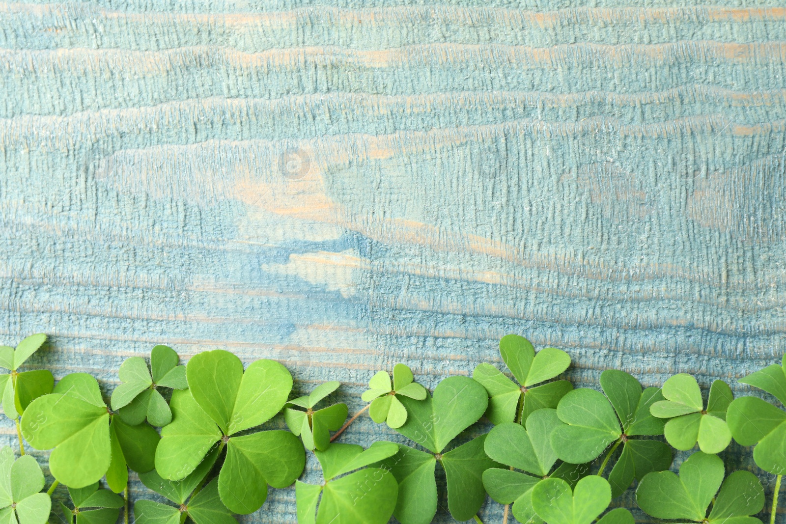 Photo of Clover leaves on blue wooden table, flat lay with space for text. St. Patrick's Day symbol