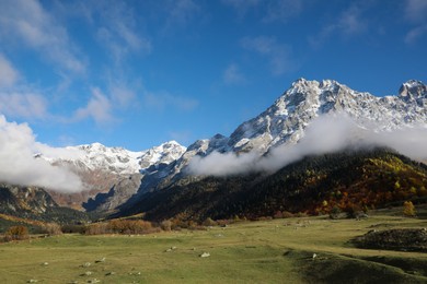 Photo of Picturesque view of high mountains with forest covered by mist and meadow under blue sky on autumn day