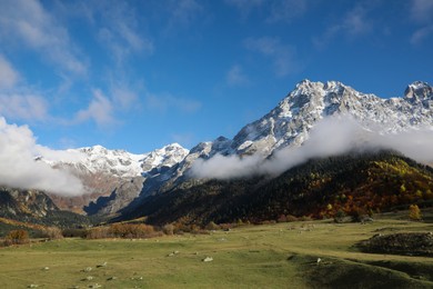 Picturesque view of high mountains with forest covered by mist and meadow under blue sky on autumn day