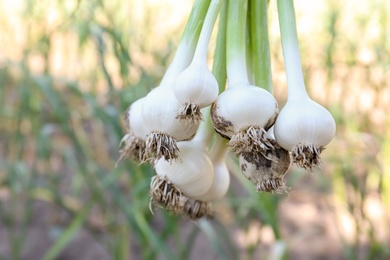 Fresh ripe garlic bulbs on blurred background