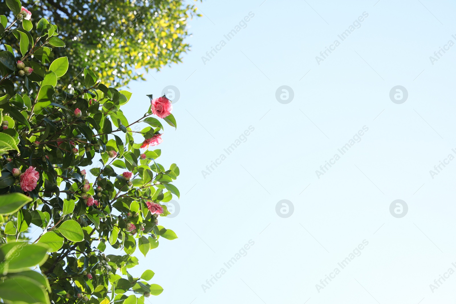 Photo of Beautiful green camellia shrub with blooming flowers outdoors, space for text